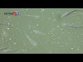 Осеннее нашествие: Море у Мариуполя бурлит от косяков пеленгаса