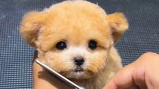Puppy Style Teddy by  Army Animals 3,315 views 2 months ago 47 seconds