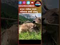 ହଠାତ ମାରିଲା ଚଡ଼କ ମରିଗଲେ ଛଅଟି ଗୋରୁ ||