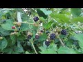 Wild Himalayan Blackberries in Victoria, B.C.