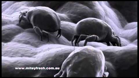 How do Dust Mites Affect Asthma and Allergy Sufferers?