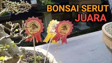SERUT JUARA❗❗❗Inilah Bonsai Serut Terbaik di Wonosobo | Streblus Asper Bonsai