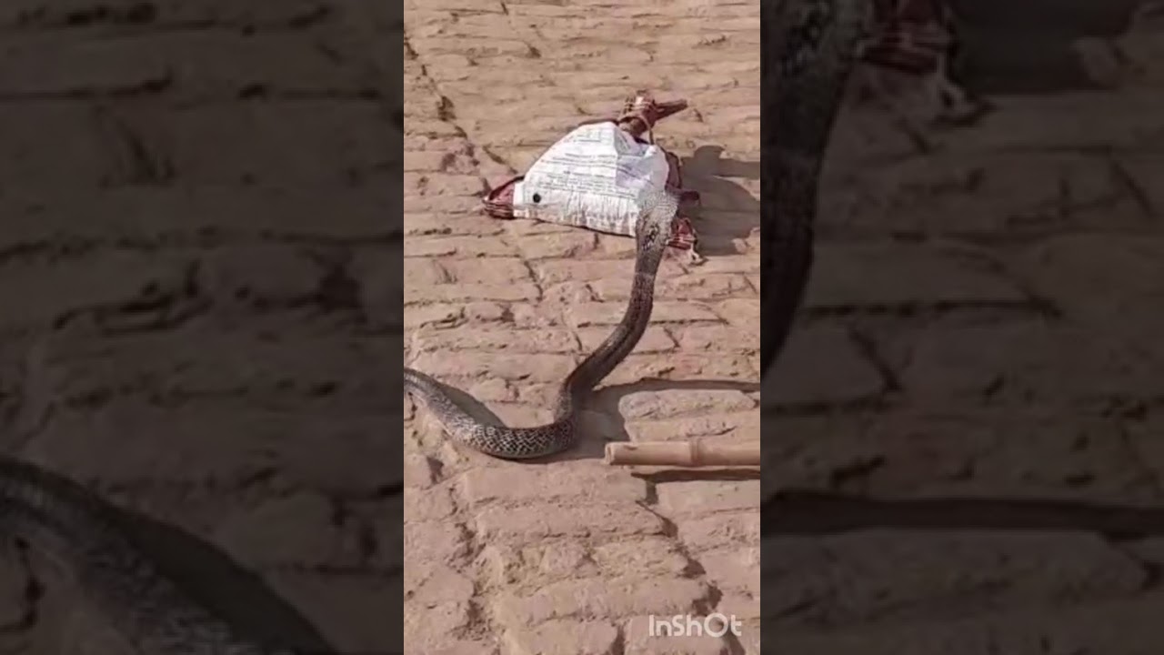 King Cobra Rescue :)