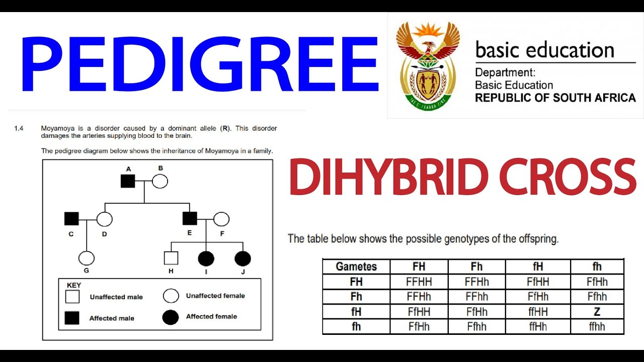 DIHYBRID CROSS PEDIGREE GENETICS GRADE 12 LIFE SCIENCES