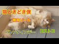【猫ときどき僕】バレンタインデー／湘南ビール／コストコ／猫／Vlog