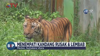 4 Harimau Mati Sejak November 2023-Januari 2024, Medan Zoo Tuai Sorotan - BIP 27/01