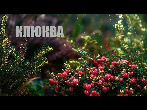 ✅КЛЮКВА. ПОЛЕЗНЫЕ СВОЙСТВА. 10 ФАКТОВ.