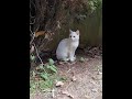 🎵 하얀 고양이 – 중독성 100%! 트로트+EDM 감성 댄스곡 💃🐱