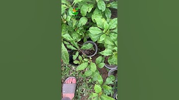 cây xương rồng diệp long phòng ung thư, chữa các loại ung thư, chữa tiểu đường và tăng huyết áp