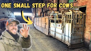 CATTLE RACE IMPROVEMENTS AND BUILDING A NEW GATE | Will this work?