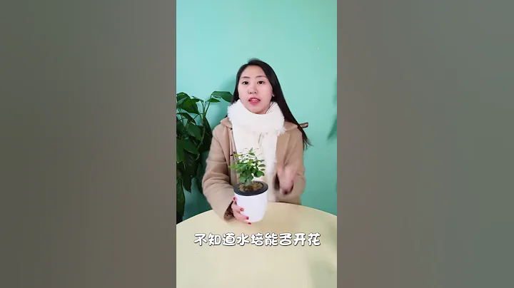 水培九里香不開花？那是你養護不對 - 天天要聞