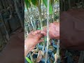 #cara #mudah #grafting #ok #durian Highlight live