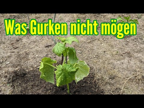 Video: Gurkenbaum-Fakten - Können Sie Gurkenbäume in der heimischen Landschaft anbauen?