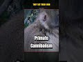 Dark Primate Secret