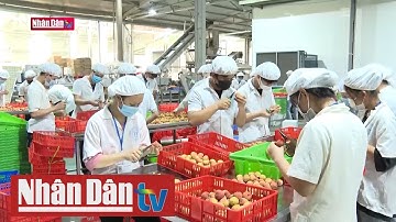 Tiếp tục thu mua xuất khẩu 60 tấn vải thiều sang Nhật Bản