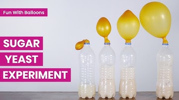 Sugar Yeast Experiment With Balloons | Chemical Fermentation Reaction
