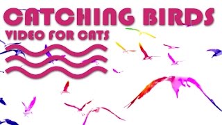 Videos for Cats to Watch: Catching Birds - Laughing Gull | CAT TV.