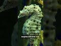 Seahorses drift gently through seagrass and coral reefs  #naturereels #facts #wildlife