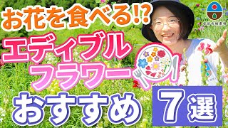 【食べるお花はビタミンの宝庫！】オーガニックエディブルフラワー７選＆おすすめレシピ【有機栽培・岐阜県郡上市】マリーゴールド コーンフラワー ナスタチウム キンギョソウ マロウ ボリジ カレンデュラ