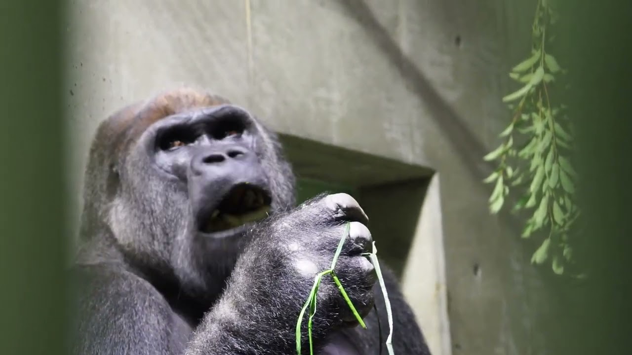 ゴリラ20220430キャベツ 木村喜商店/Momotaro the gorilla eats