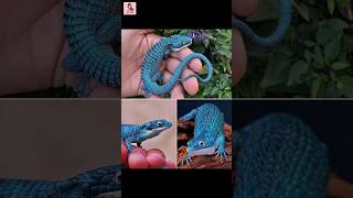 Mexican Alligator Lizard 🦎 দেখতে একদম ছোট ড্রাগন!