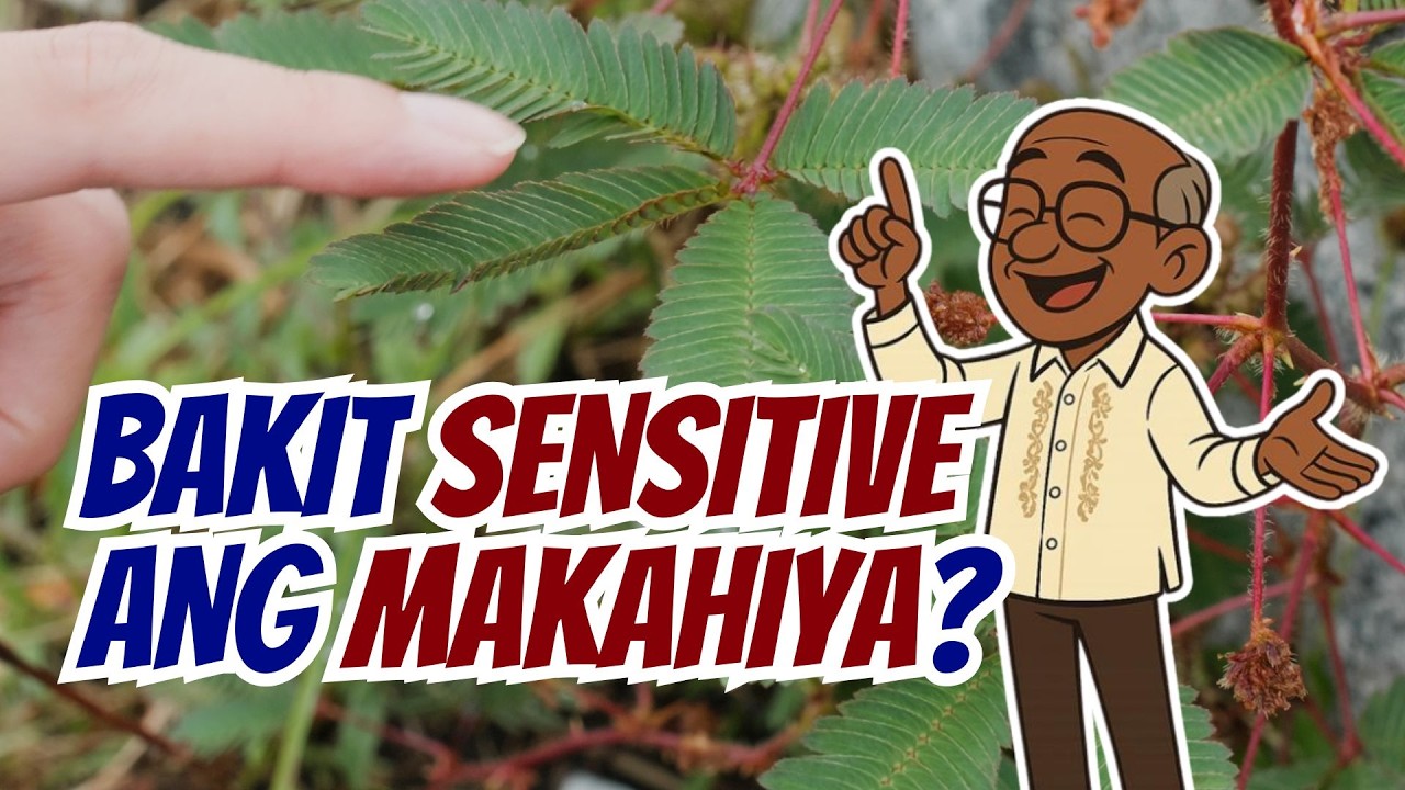 Bakit Sensitive ang Makahiya? [ID1424]