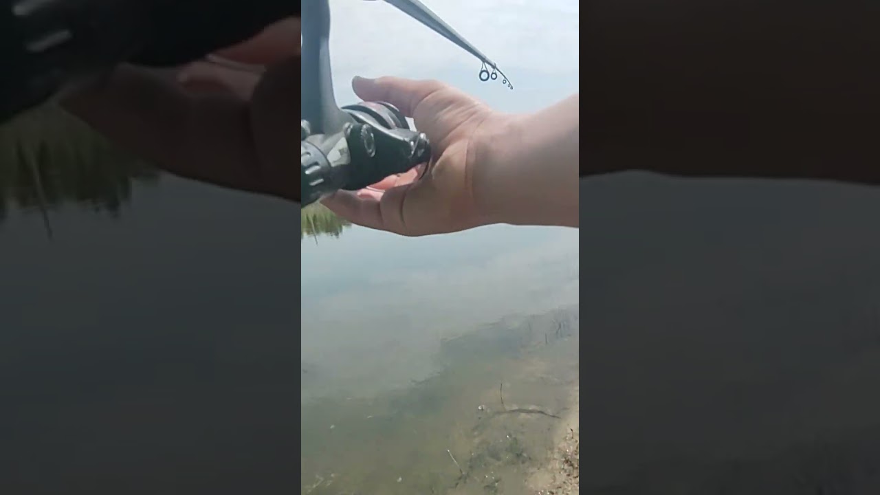 bass fishing in a pond