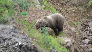 Three Generations on an Alaskan Road Trip