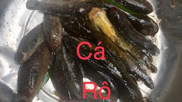 Câu Cá Rô Trê Khủng Lần Đầu Anh Thợ Điện Dẫn Đi Long An.Xóm Cây Nhãn