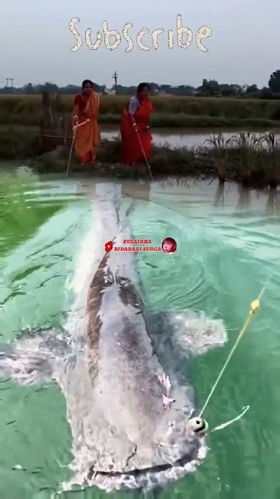Emak-emak Histeris...!! Mancing strike IKAN lele monster #fishing #mancing #galeripencarian