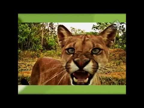 Meio Ambiente por Inteiro - Extinção Espécies - (30/10/17)