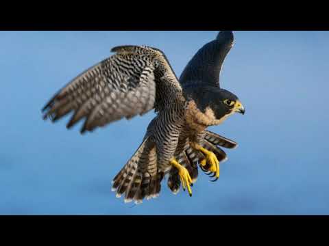 jgali mimino / ჟღალი მიმინო - მუსიკის დრო