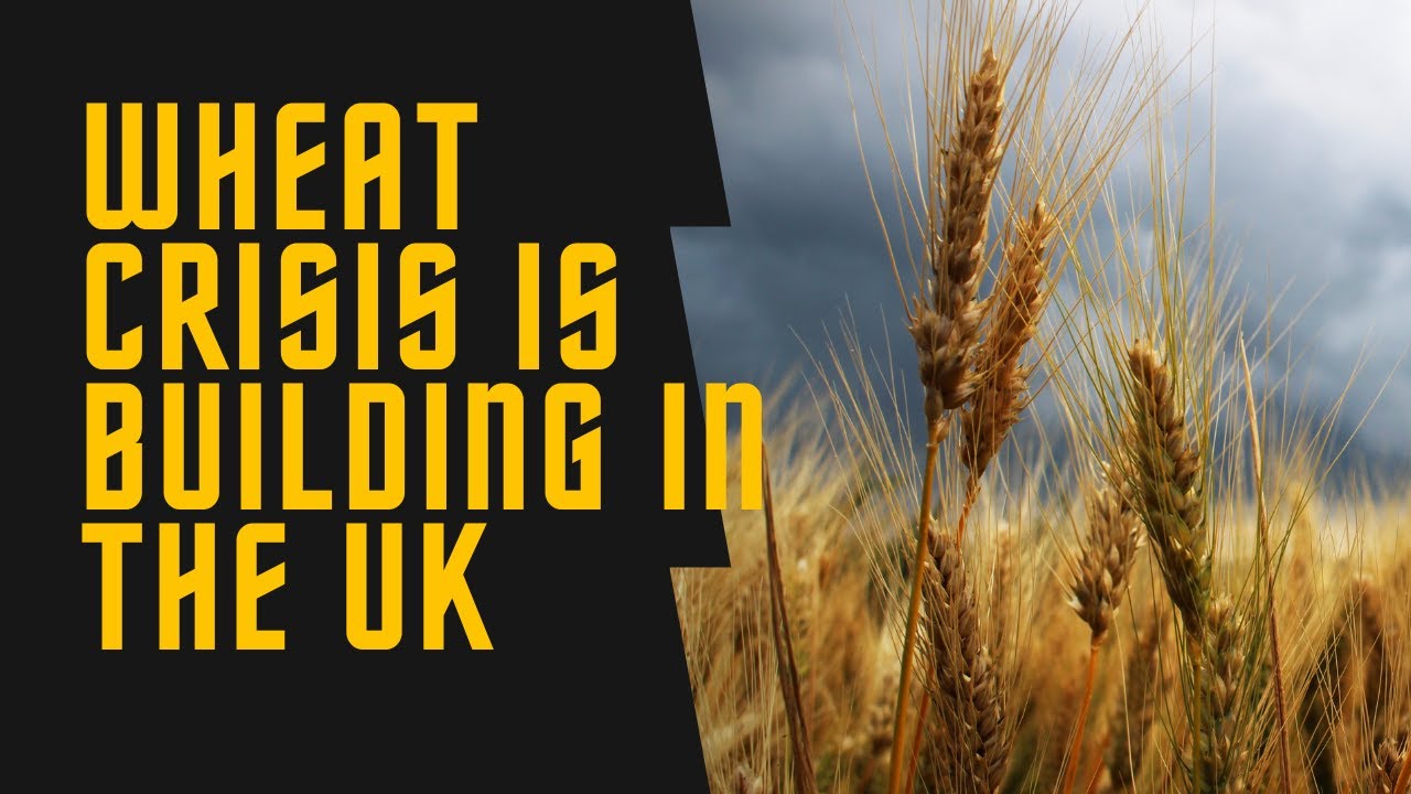 Raining Havoc UK Farmers Brace For Food Production Crisis YouTube raining-havoc-uk-farmers-brace-for-food-production-crisis-youtube