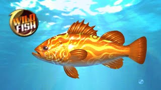 WILD FISH LAUT BORNEO !!! screenshot 5