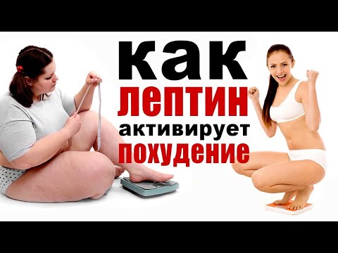 Лептин – гормон худобы и как его активировать