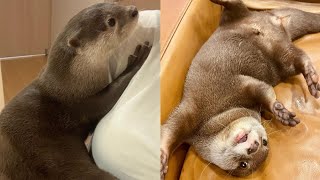 Funny Otter Videos Compilation 2021 #09 - CLONDHO TV by CLONDHO TV 3,430 views 2 years ago 37 minutes