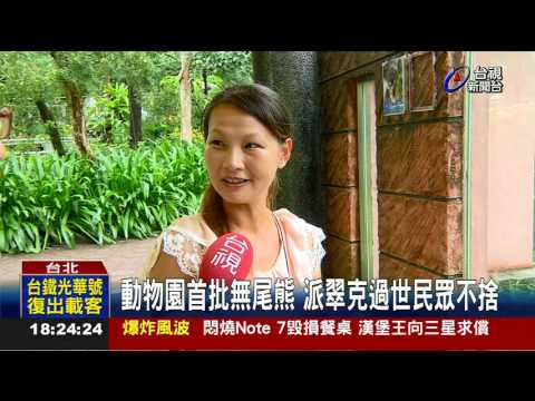 派翠克再見了!無尾熊元老高齡19歲辭世