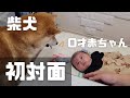 0歳の赤ちゃんと初対面し、母性溢れる兄柴が健気すぎた