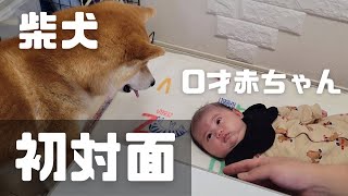 0歳の赤ちゃんと初対面し、母性溢れる兄柴が健気すぎた