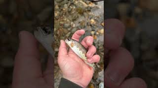 Download Lagu Caught 12 fish In total 11 rainbows and a big cuti MP3