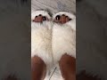 Women's white Slippers soft feet  &amp; pedicure 🧦 schöne Pediküre weiße Damen pantoffeln  #feets  🦶 🧦