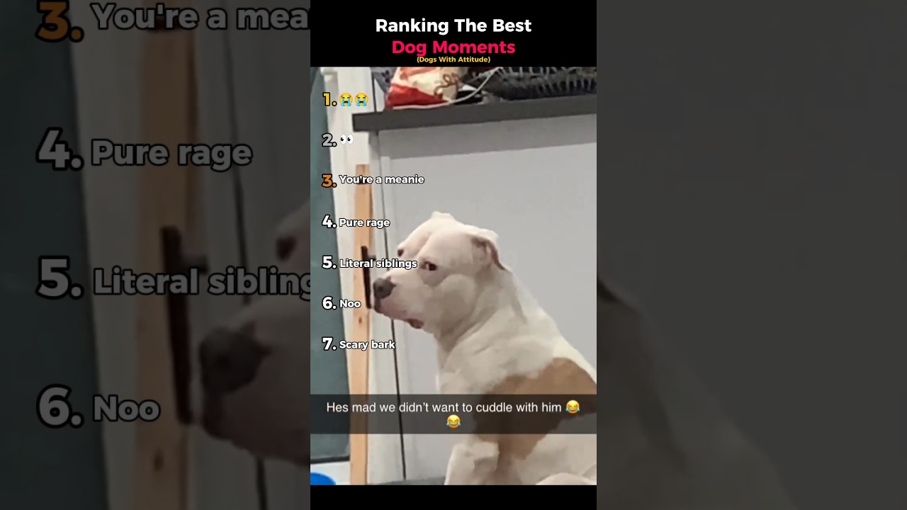 Рейтинг лучших моментов с собаками (собаки с характером)