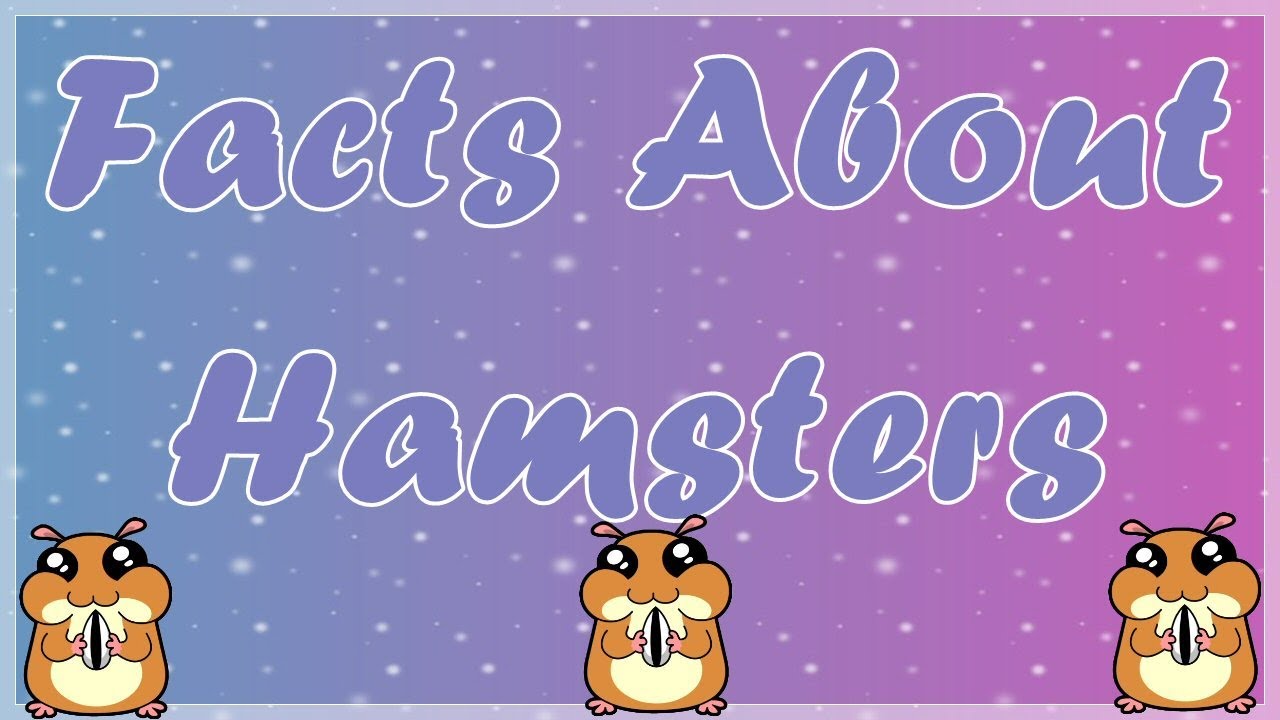 Facts about hamsters - YouTube
