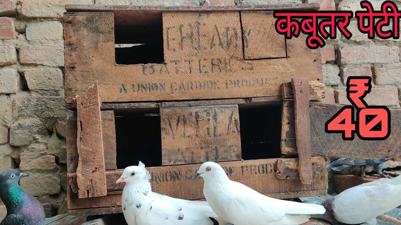 Kabutar ka ghar kaise banaye.kabutar ka ghar banane ka tarika.kabutar