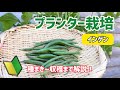 【野菜】インゲンのプランター栽培