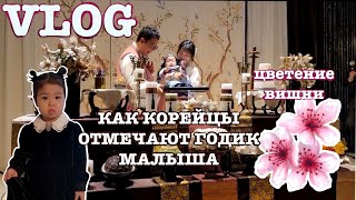 VLOG.Корейцы отмечают годик.Цветение вишни.