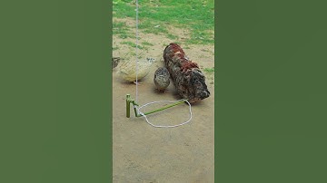 Primitive Quail Trap #youtubeshorts #shorts #shortvideo