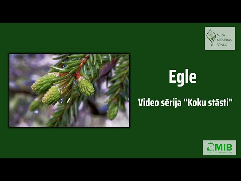 Video: Kā izskatās Duglasa egle?
