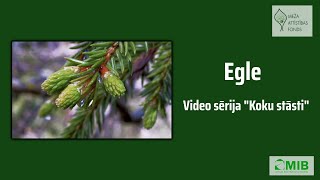 Koku stāsti - Egle