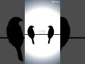 Two birds